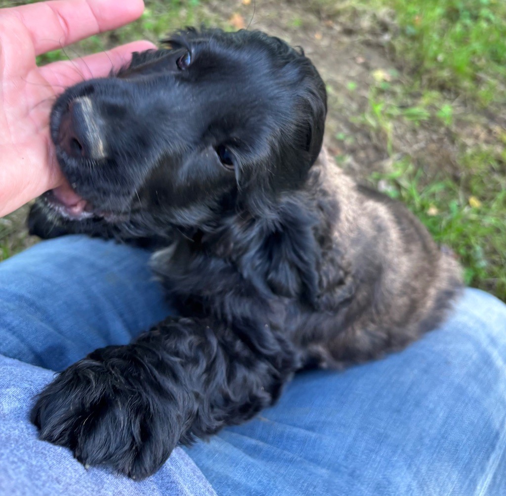 des Etangs de Dame Blanche - Chiots disponibles - Cocker Spaniel Anglais
