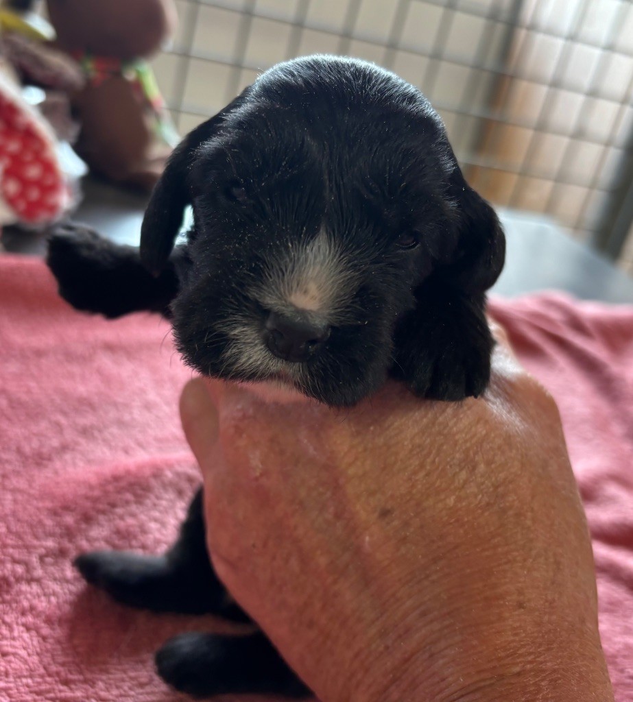 des Etangs de Dame Blanche - Chiots disponibles - Cocker Spaniel Anglais