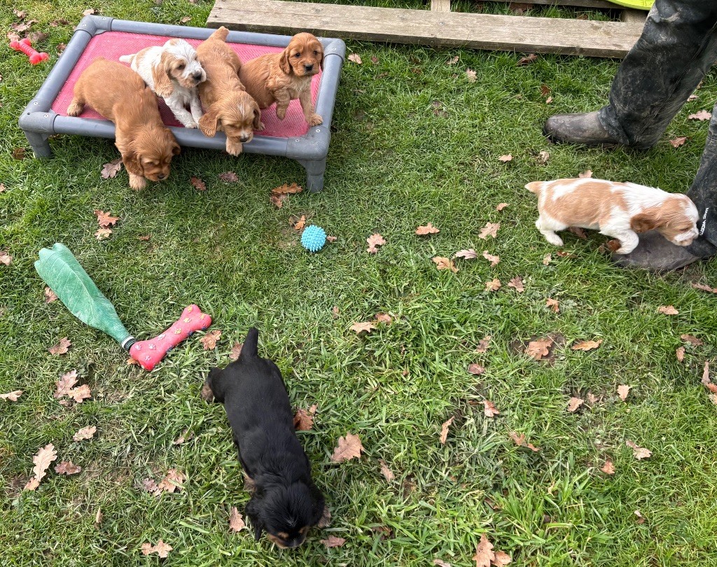 des Etangs de Dame Blanche - Cocker Spaniel Anglais - Portée née le 25/10/2025