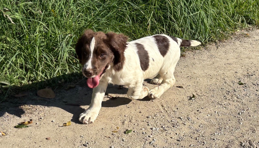 des Etangs de Dame Blanche - English Springer Spaniel - Portée née le 30/07/2025