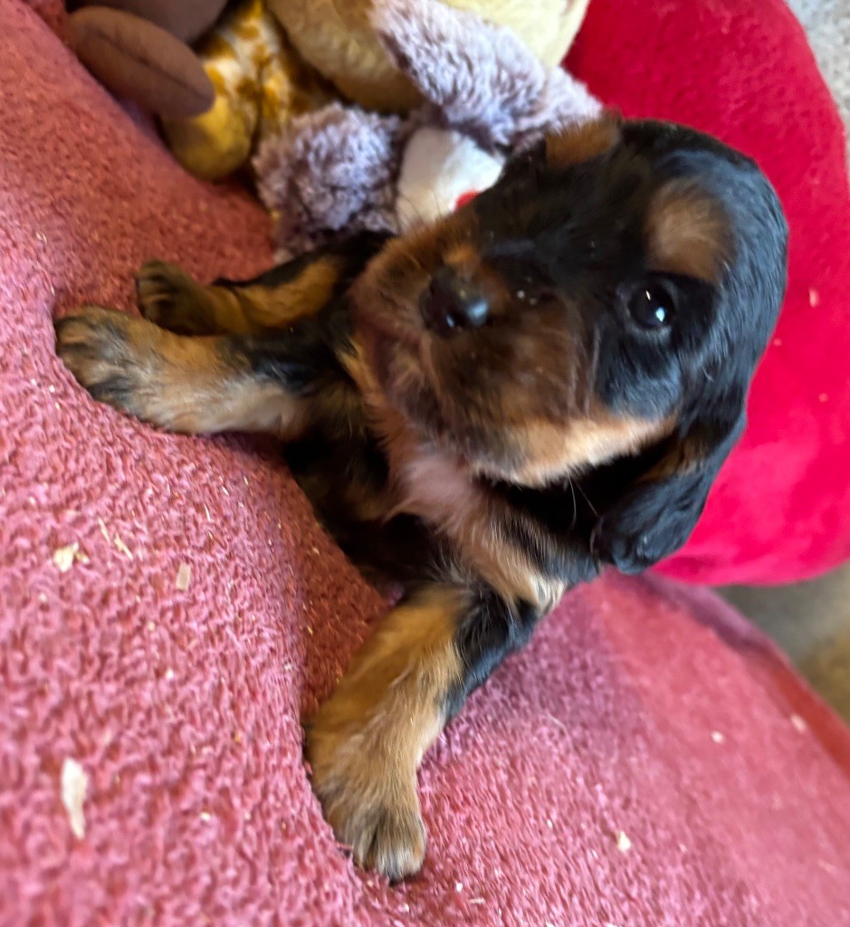 des Etangs de Dame Blanche - Chiots disponibles - Cocker Spaniel Anglais