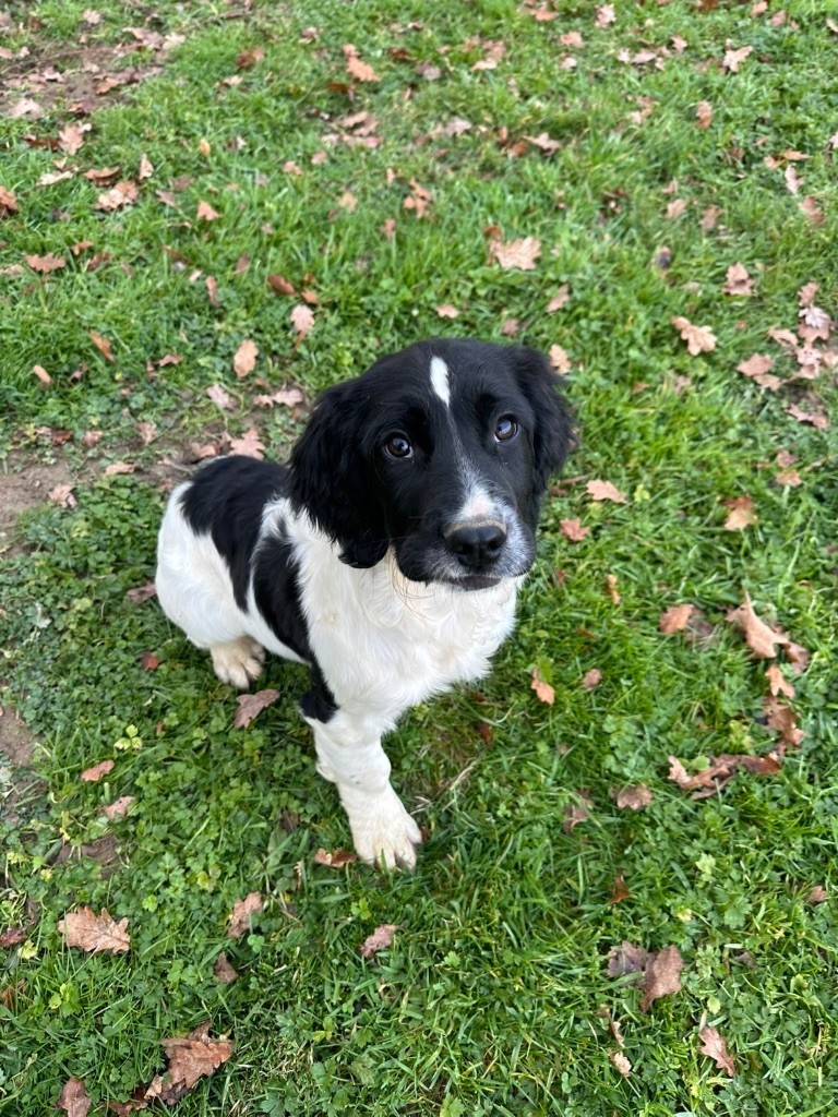 des Etangs de Dame Blanche - Chiots disponibles - English Springer Spaniel