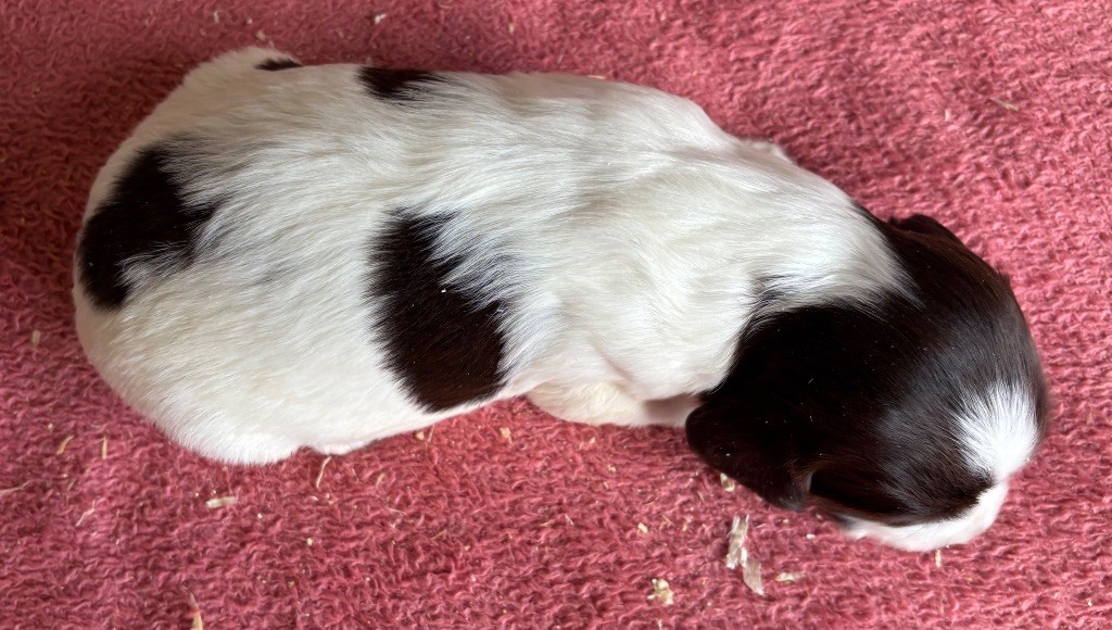 des Etangs de Dame Blanche - Chiots disponibles - English Springer Spaniel