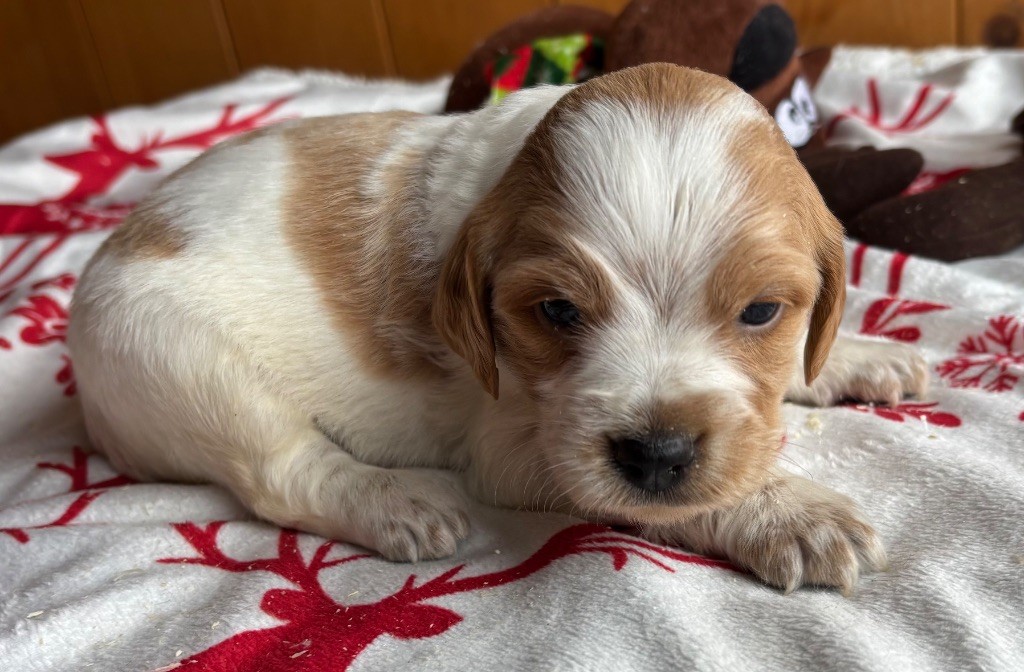 des Etangs de Dame Blanche - Chiots disponibles - Epagneul Breton