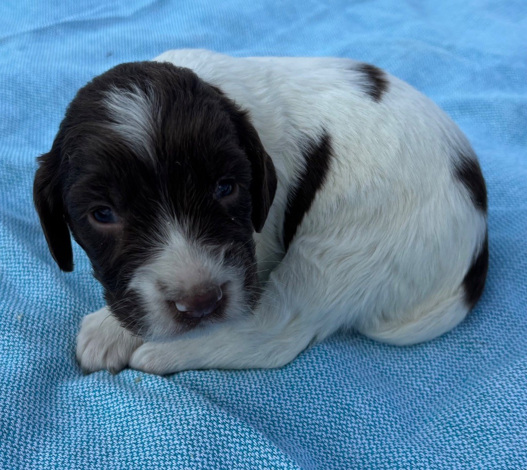 des Etangs de Dame Blanche - Chiots disponibles - English Springer Spaniel