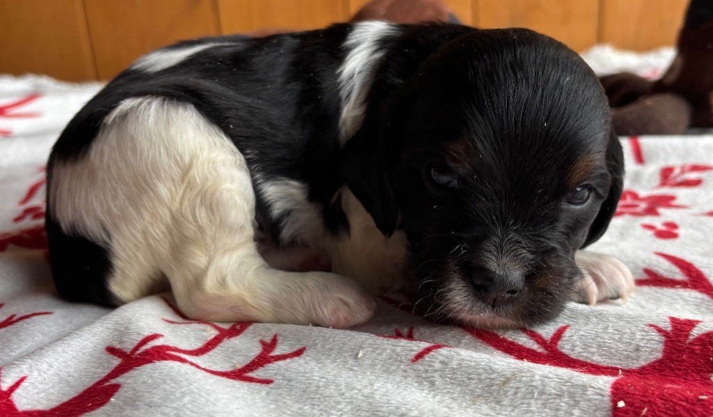 des Etangs de Dame Blanche - Chiots disponibles - Epagneul Breton