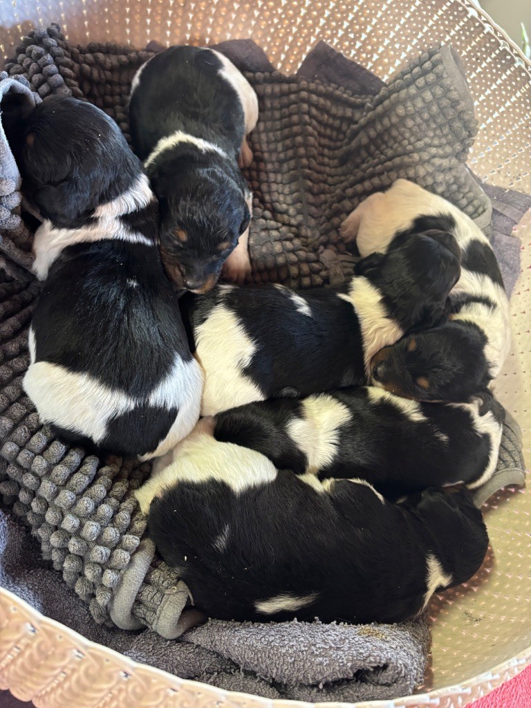 Chiot Epagneul Breton des Etangs de Dame Blanche
