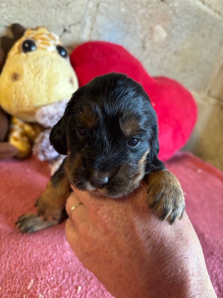 des Etangs de Dame Blanche - Chiots disponibles - Cocker Spaniel Anglais