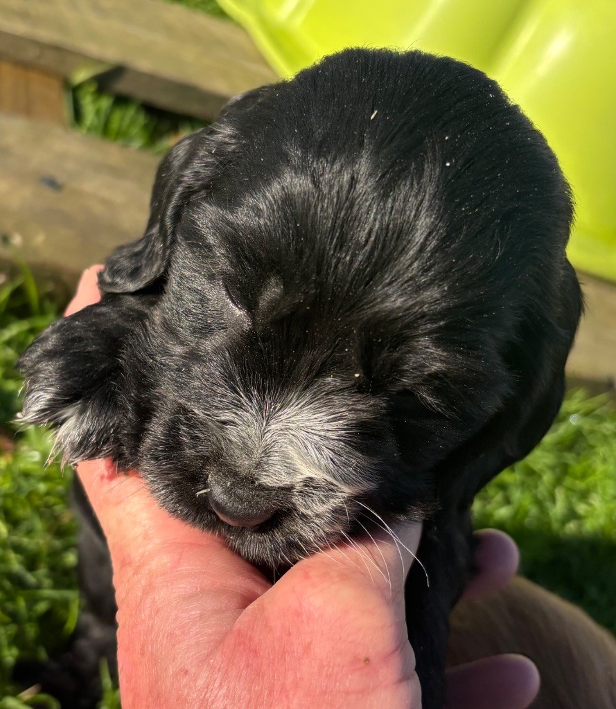 des Etangs de Dame Blanche - Chiots disponibles - Cocker Spaniel Anglais