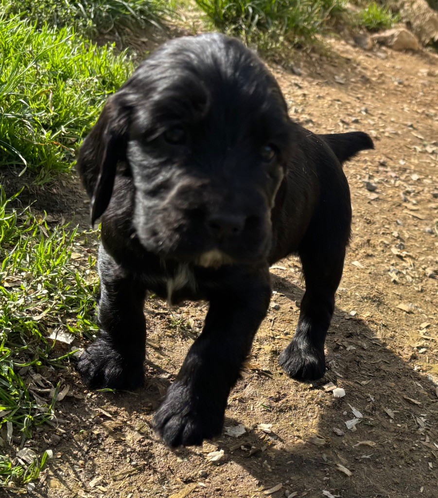 des Etangs de Dame Blanche - Chiots disponibles - Cocker Spaniel Anglais