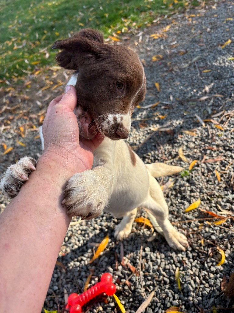 des Etangs de Dame Blanche - Chiots disponibles - English Springer Spaniel