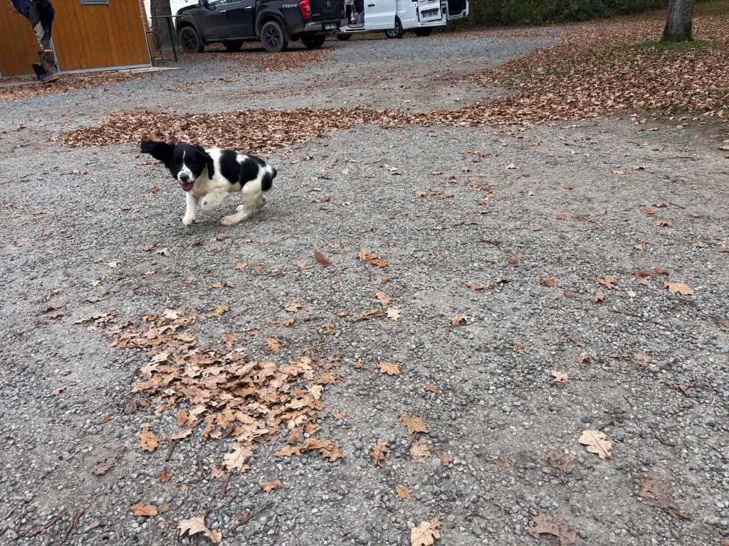 des Etangs de Dame Blanche - English Springer Spaniel - Portée née le 04/09/2025