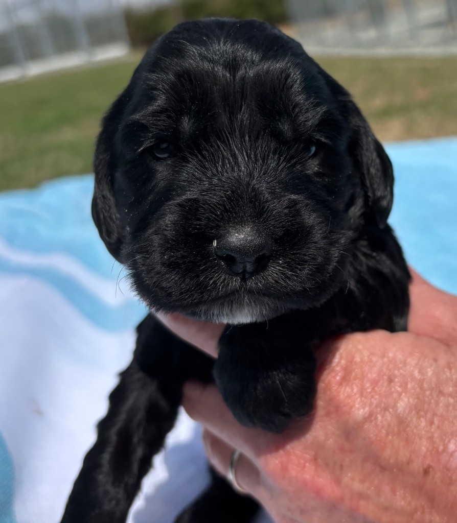 des Etangs de Dame Blanche - Chiots disponibles - Cocker Spaniel Anglais