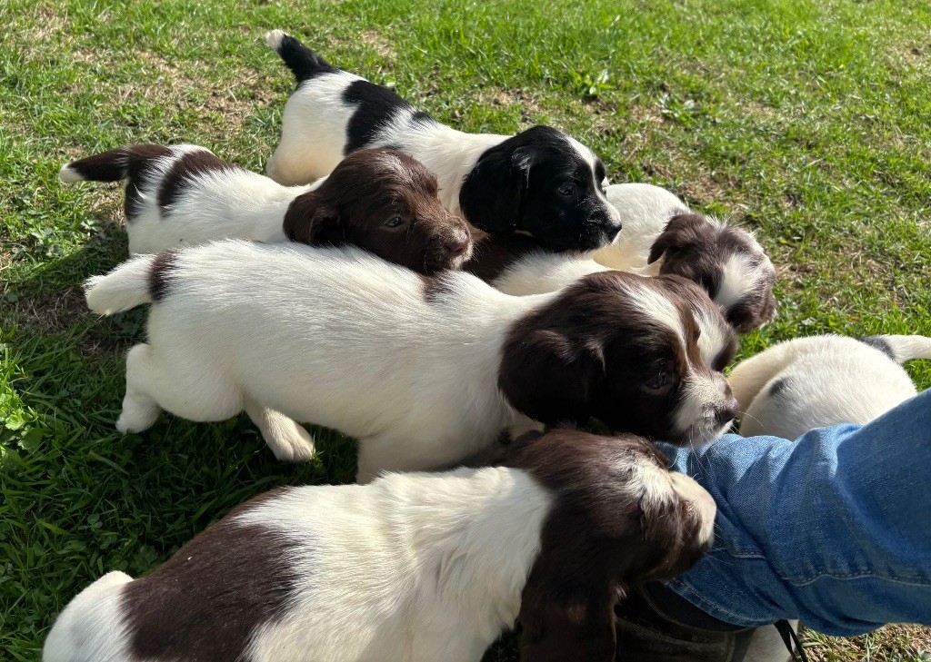 des Etangs de Dame Blanche - English Springer Spaniel - Portée née le 20/08/2025
