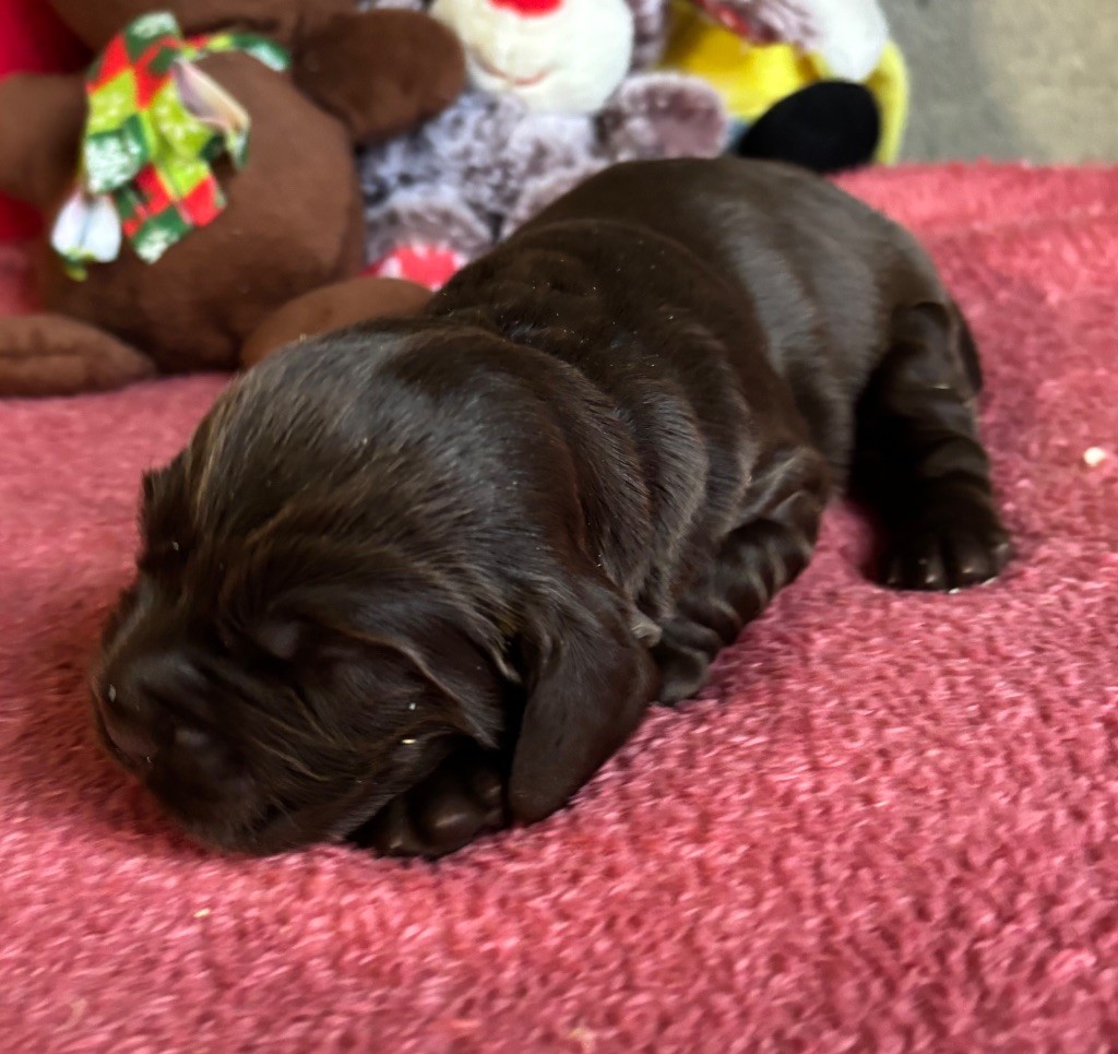 des Etangs de Dame Blanche - Chiots disponibles - Cocker Spaniel Anglais