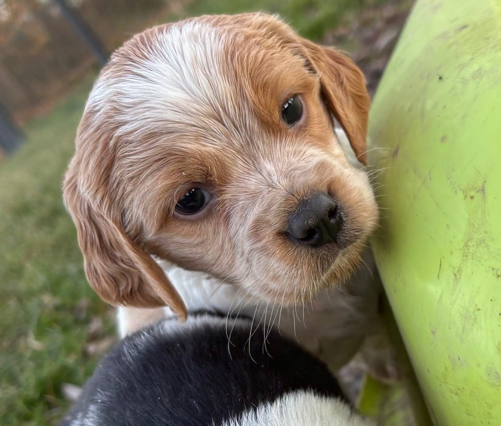 des Etangs de Dame Blanche - Chiots disponibles - Epagneul Breton