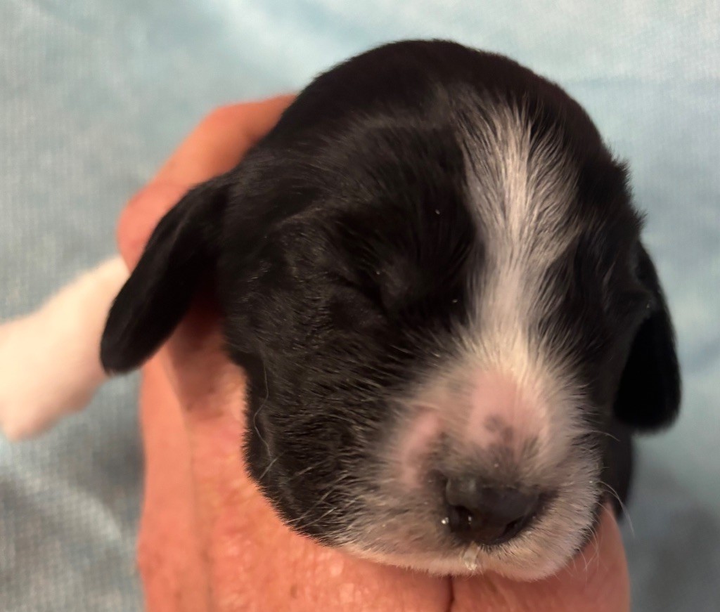 des Etangs de Dame Blanche - Chiots disponibles - Cocker Spaniel Anglais