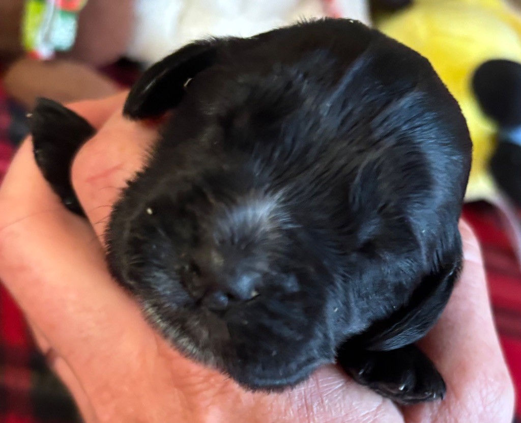 des Etangs de Dame Blanche - Chiots disponibles - Cocker Spaniel Anglais