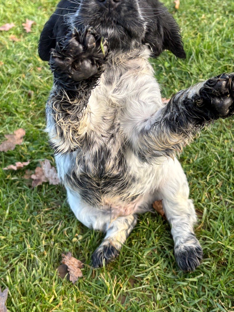 des Etangs de Dame Blanche - Chiots disponibles - Cocker Spaniel Anglais