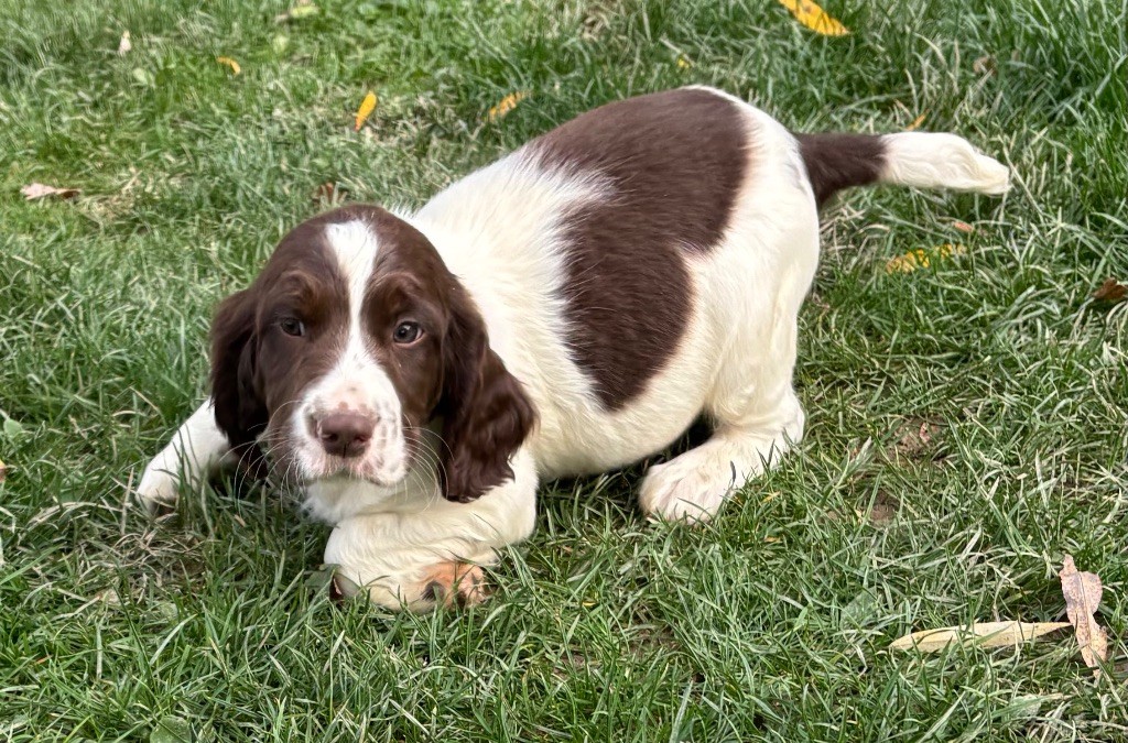 des Etangs de Dame Blanche - Chiots disponibles - English Springer Spaniel