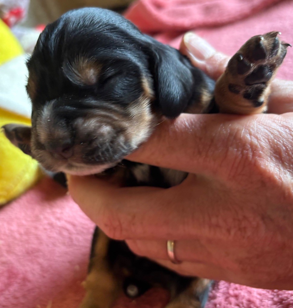 des Etangs de Dame Blanche - Chiots disponibles - Cocker Spaniel Anglais