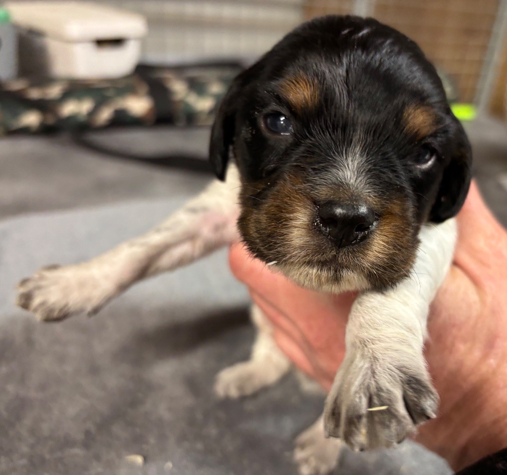 des Etangs de Dame Blanche - Chiots disponibles - Epagneul Breton