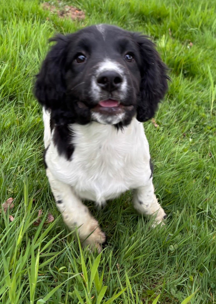 des Etangs de Dame Blanche - Chiots disponibles - English Springer Spaniel