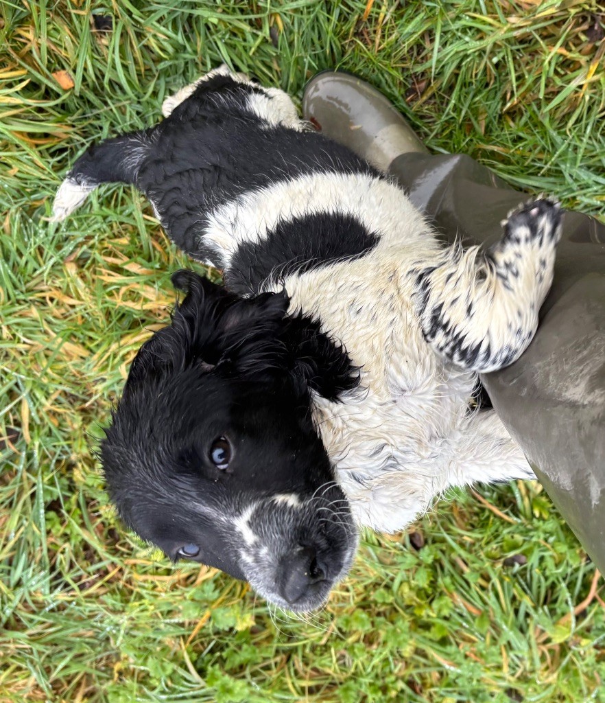 des Etangs de Dame Blanche - Chiots disponibles - English Springer Spaniel