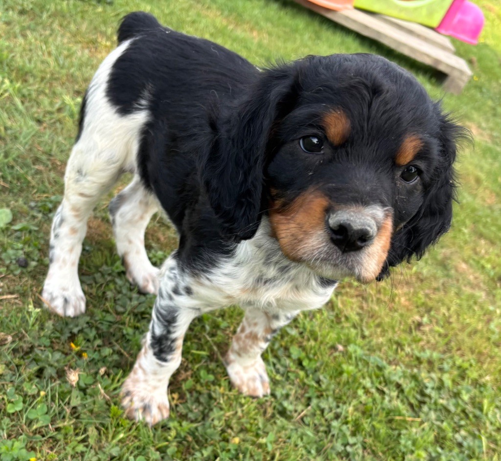 des Etangs de Dame Blanche - Chiots disponibles - Epagneul Breton