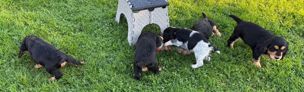 Chiot Cocker Spaniel Anglais des Etangs de Dame Blanche