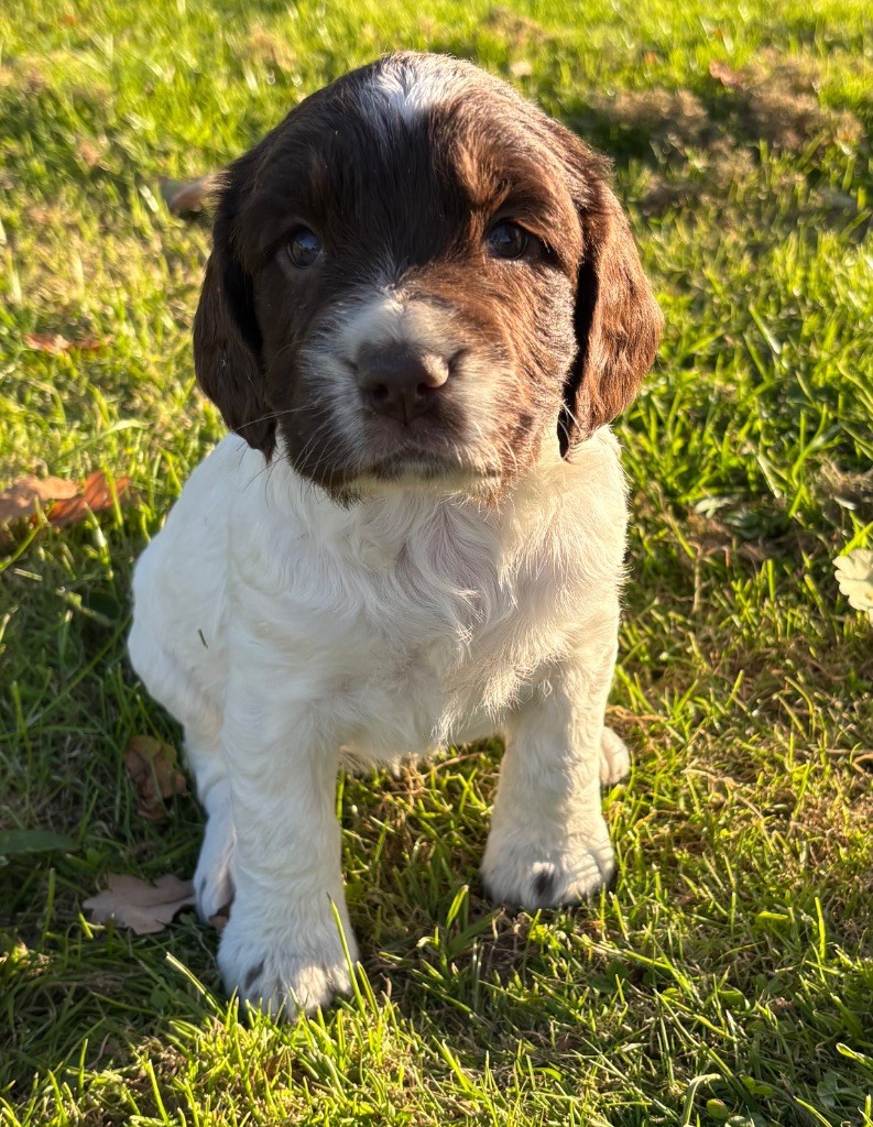 des Etangs de Dame Blanche - Chiots disponibles - English Springer Spaniel