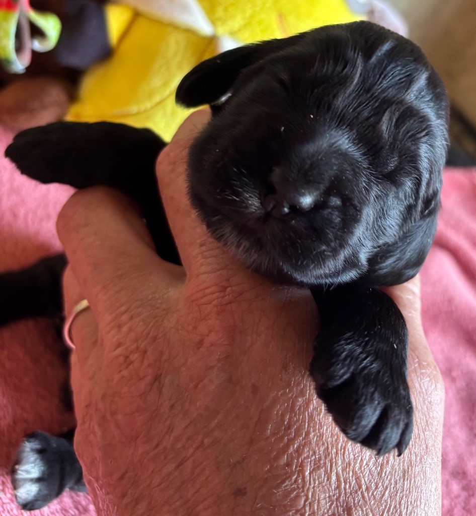 des Etangs de Dame Blanche - Chiots disponibles - Cocker Spaniel Anglais
