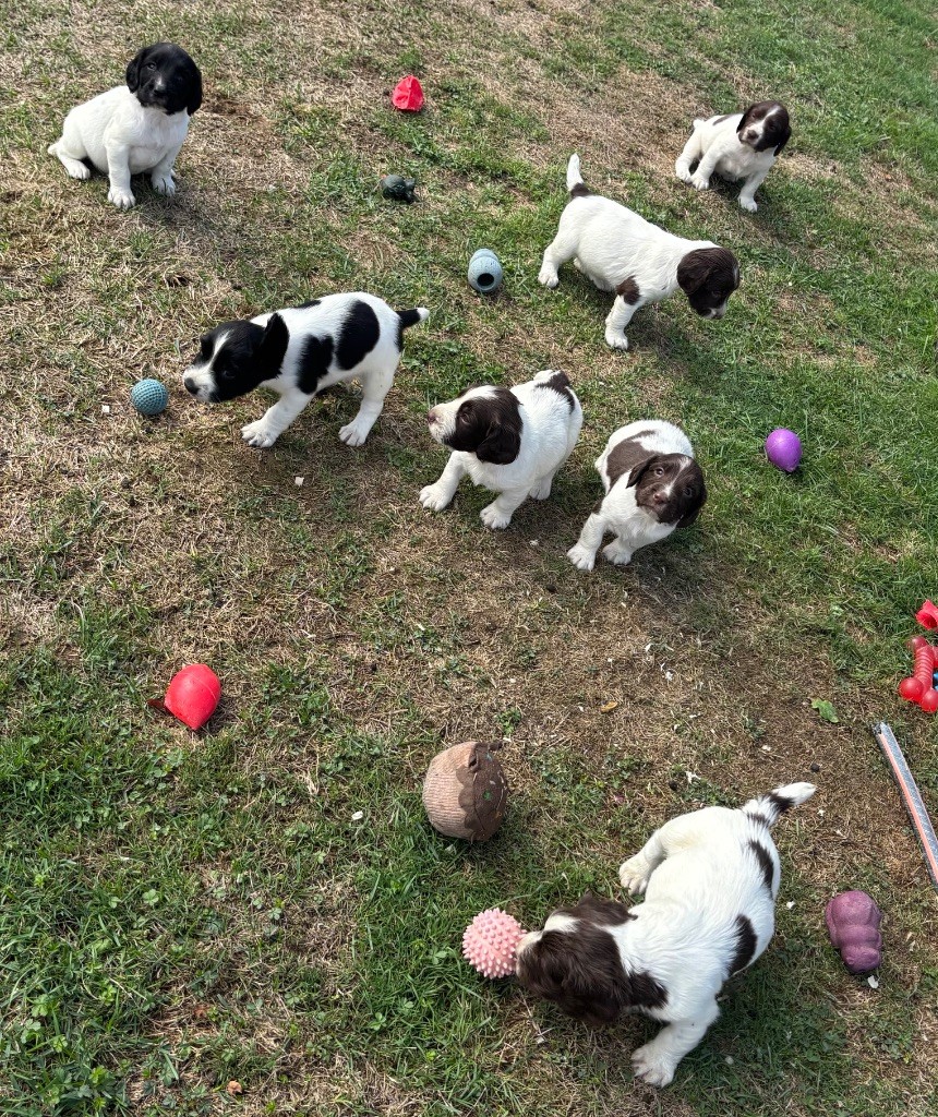 Chiot English Springer Spaniel des Etangs de Dame Blanche