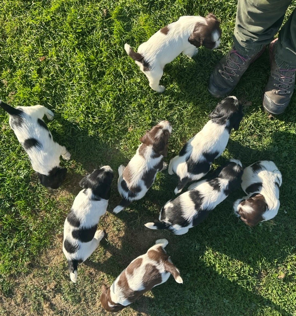 des Etangs de Dame Blanche - English Springer Spaniel - Portée née le 11/09/2025