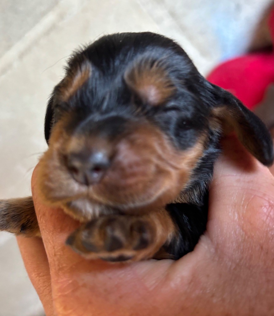 des Etangs de Dame Blanche - Chiots disponibles - Cocker Spaniel Anglais