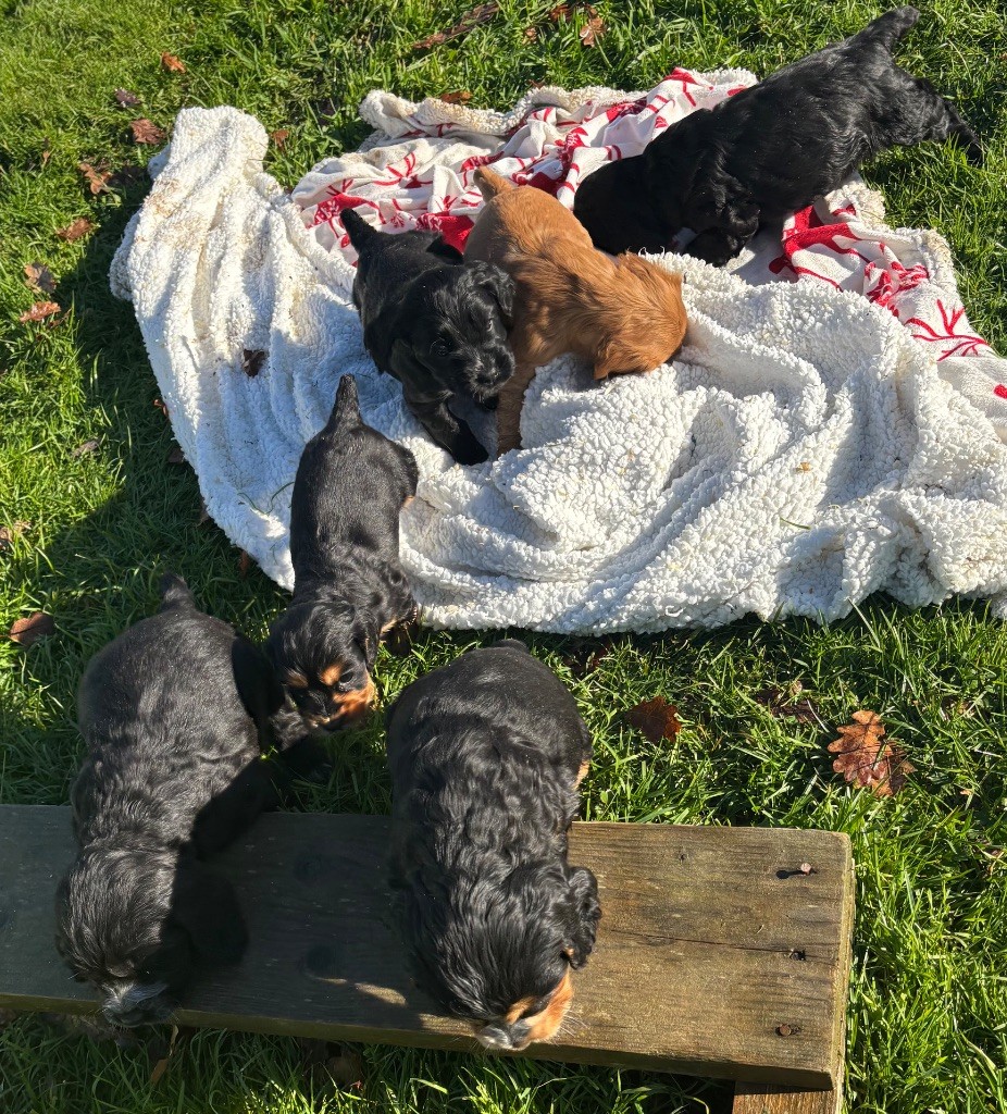 des Etangs de Dame Blanche - Cocker Spaniel Anglais - Portée née le 24/10/2025