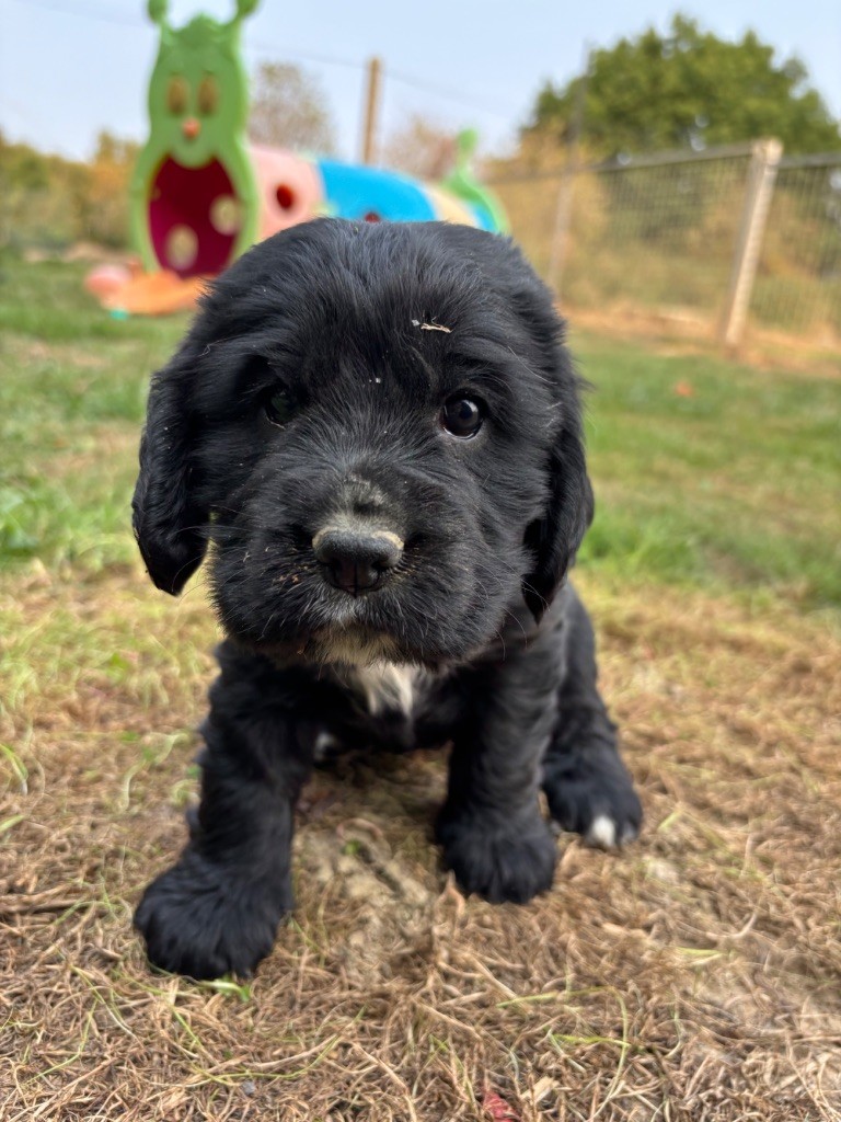 des Etangs de Dame Blanche - Chiots disponibles - Cocker Spaniel Anglais