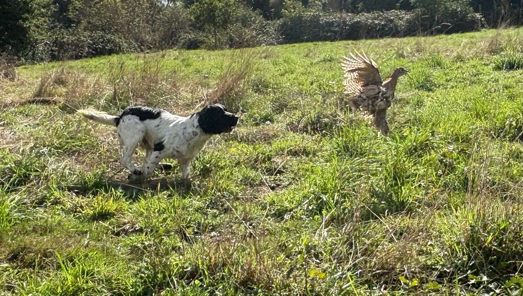 des Etangs de Dame Blanche - Chiots disponibles - English Springer Spaniel