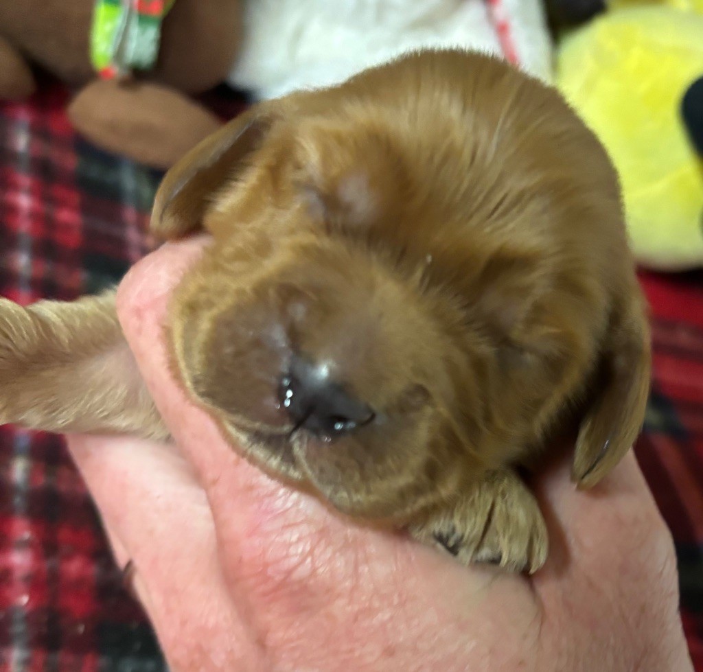 des Etangs de Dame Blanche - Chiots disponibles - Cocker Spaniel Anglais