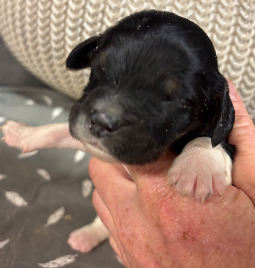 des Etangs de Dame Blanche - Chiots disponibles - Epagneul Breton