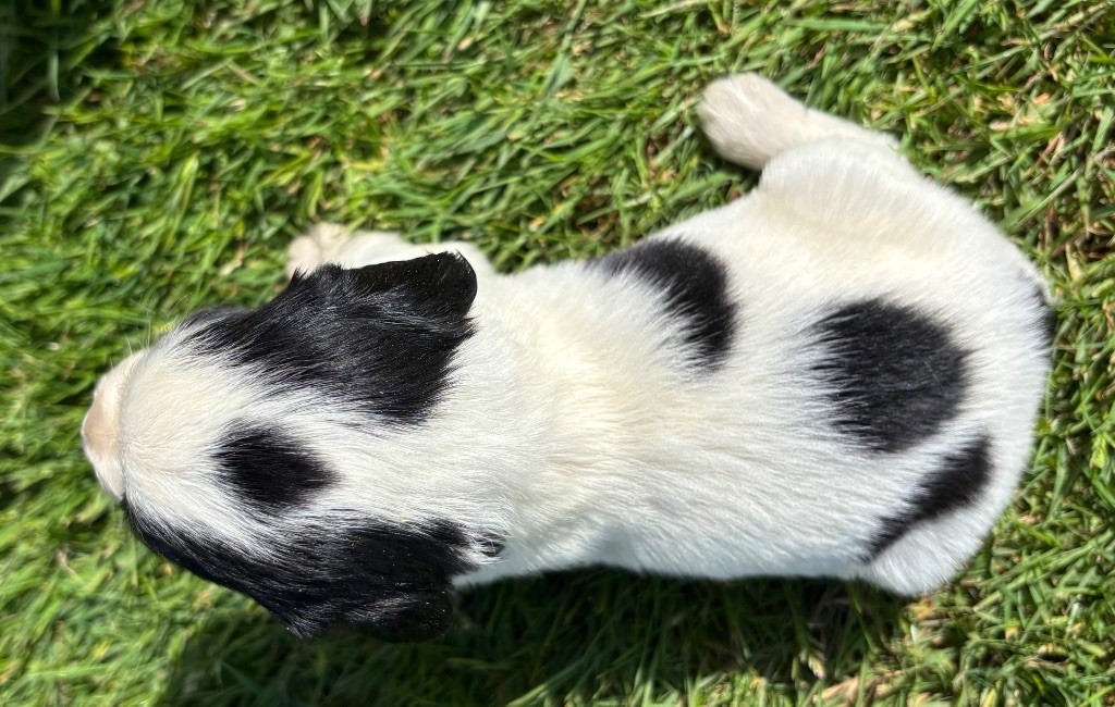 des Etangs de Dame Blanche - Chiots disponibles - English Springer Spaniel