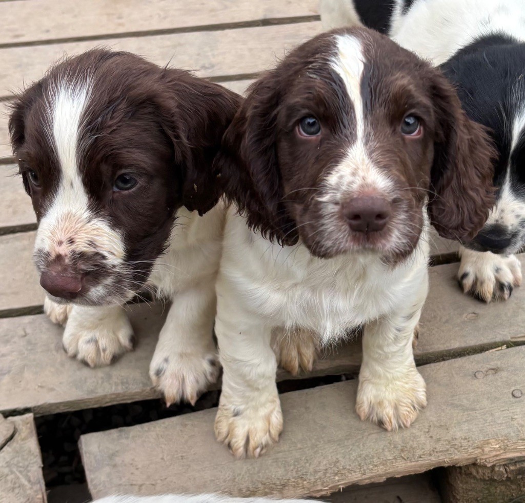 des Etangs de Dame Blanche - Chiots disponibles - English Springer Spaniel