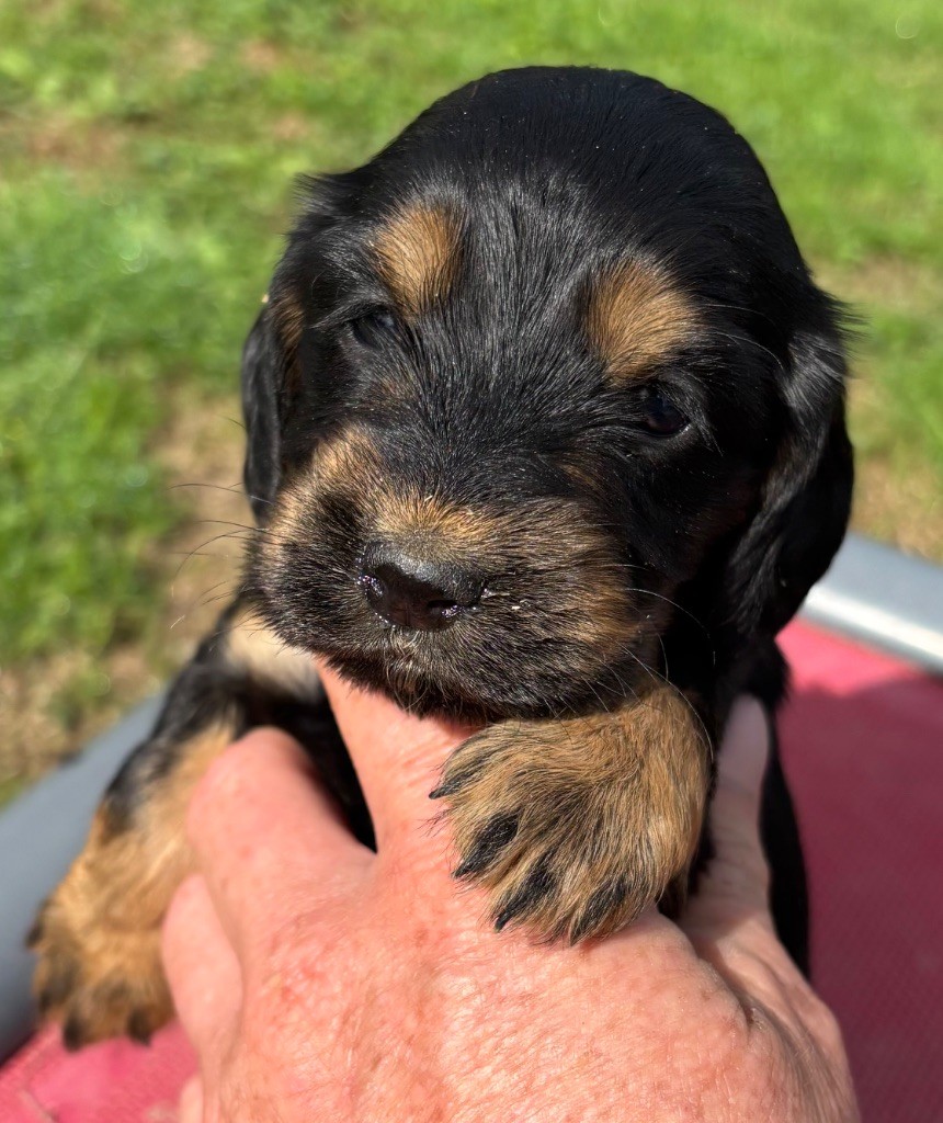 des Etangs de Dame Blanche - Chiots disponibles - Cocker Spaniel Anglais