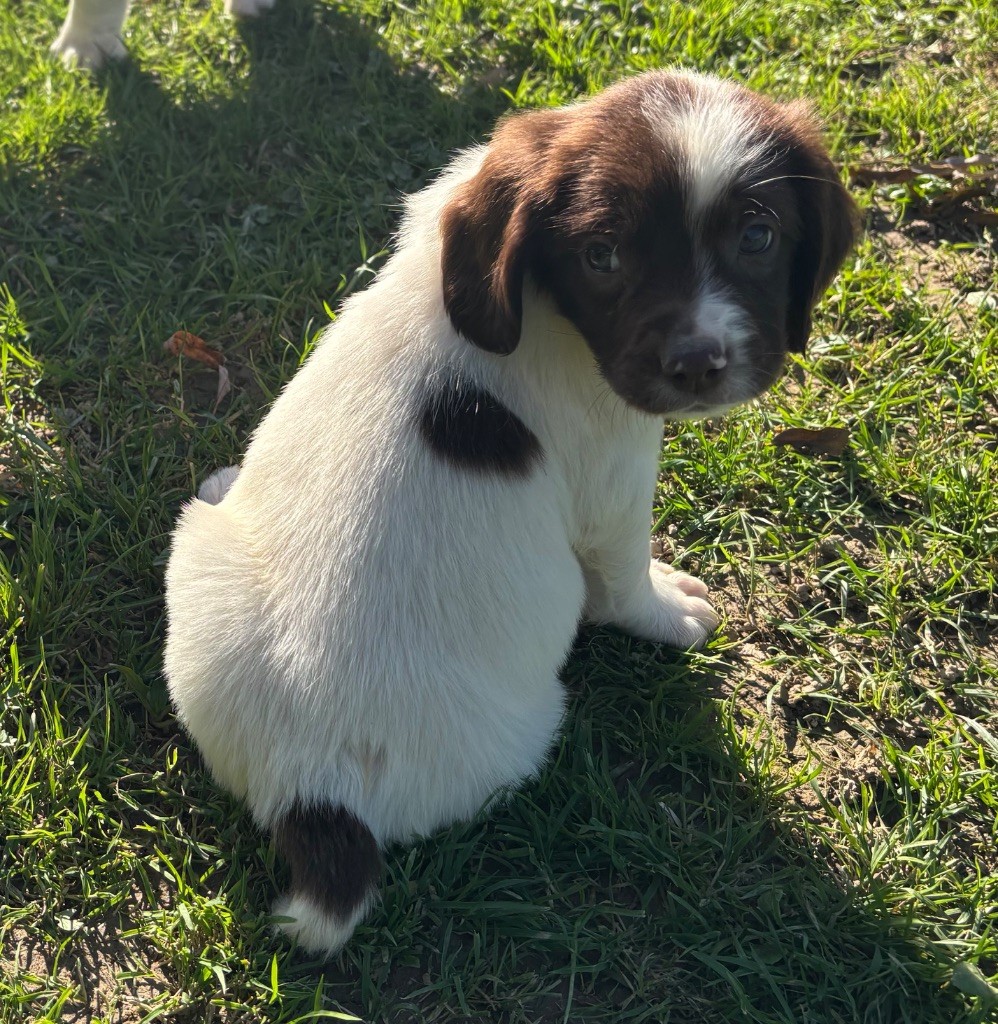 des Etangs de Dame Blanche - Chiots disponibles - English Springer Spaniel
