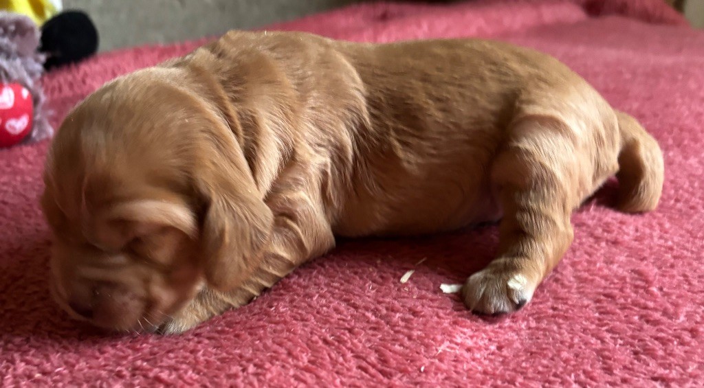 des Etangs de Dame Blanche - Chiots disponibles - Cocker Spaniel Anglais