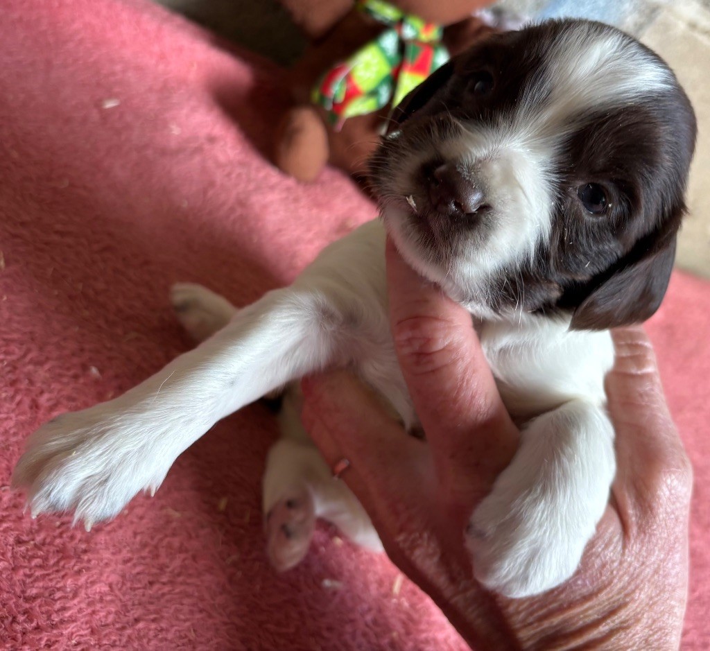 des Etangs de Dame Blanche - Chiots disponibles - English Springer Spaniel