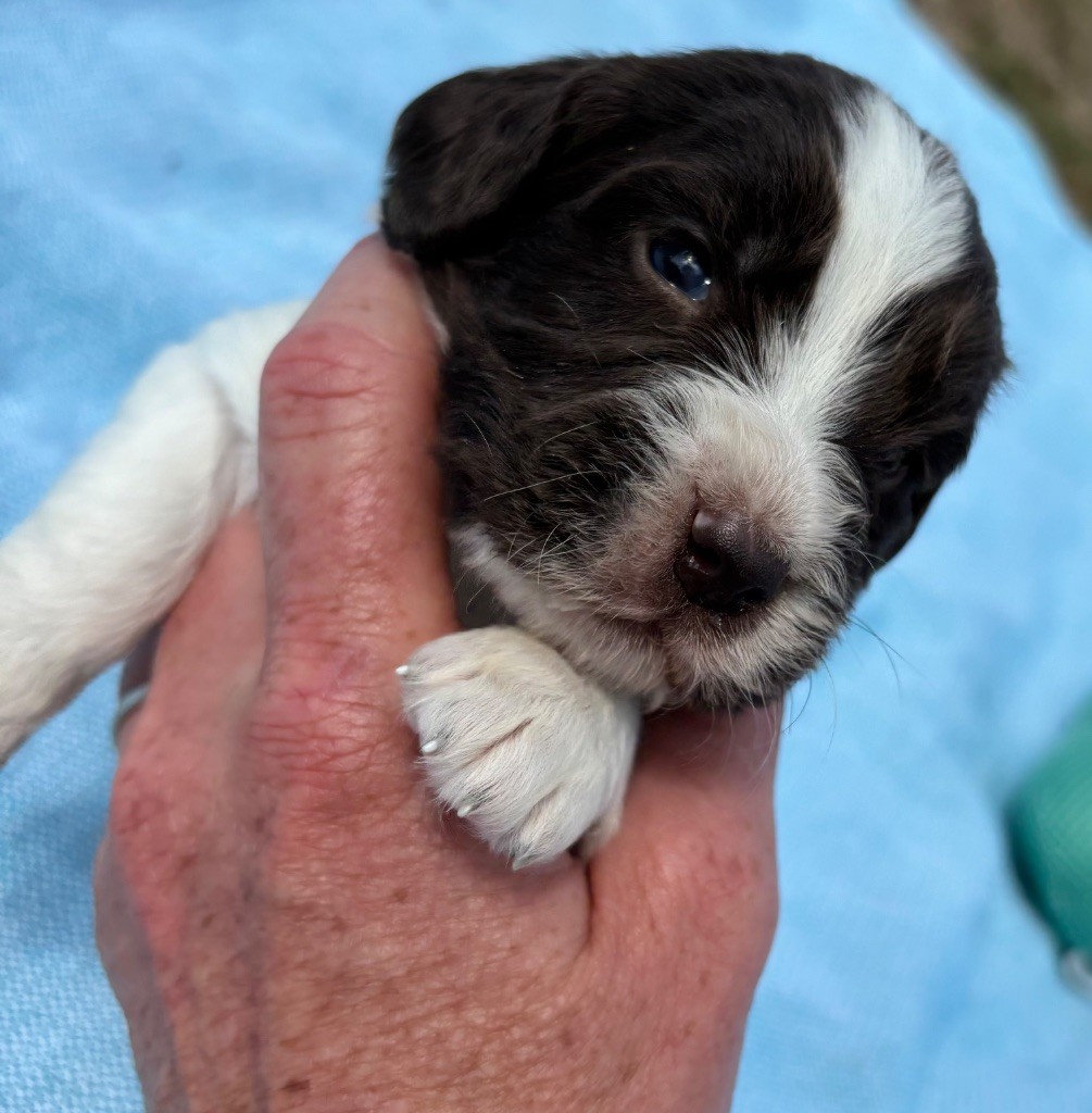 des Etangs de Dame Blanche - Chiots disponibles - English Springer Spaniel