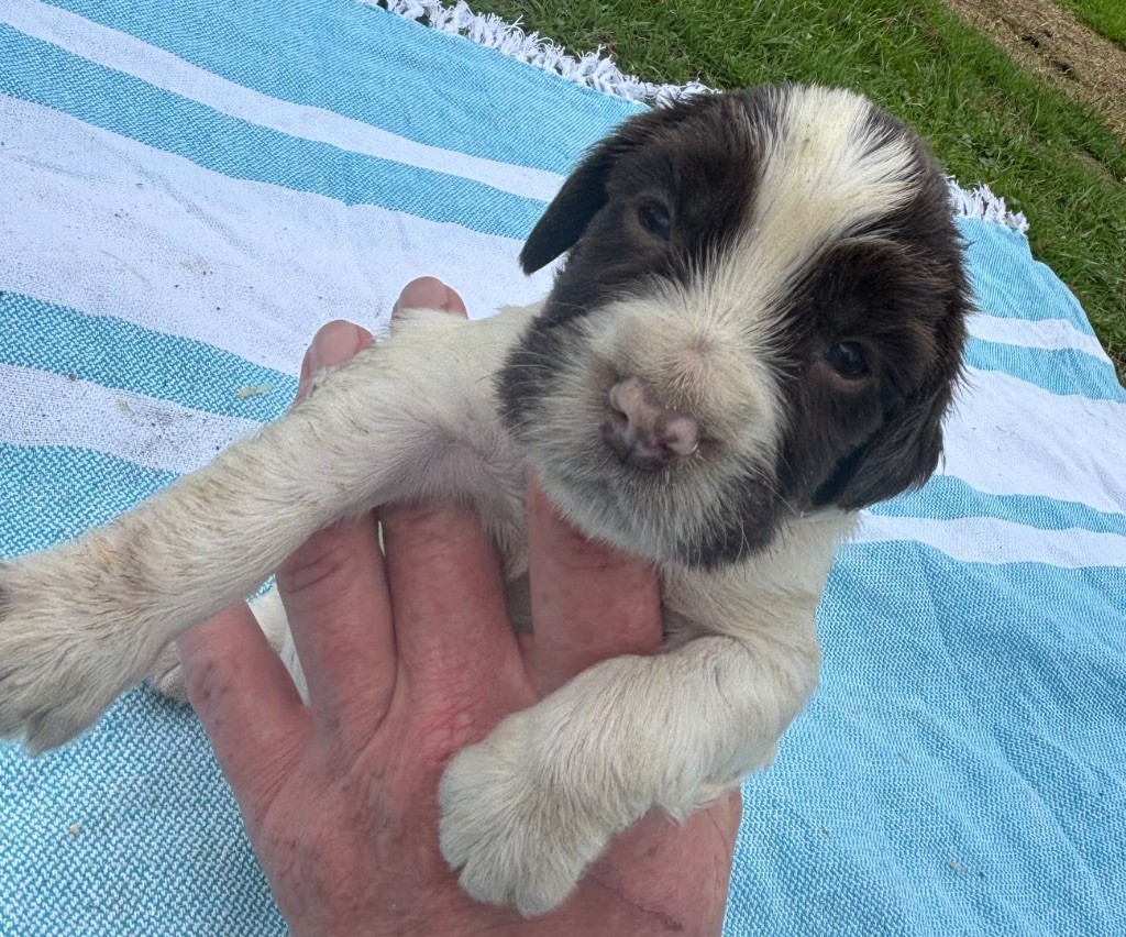 des Etangs de Dame Blanche - Chiots disponibles - English Springer Spaniel