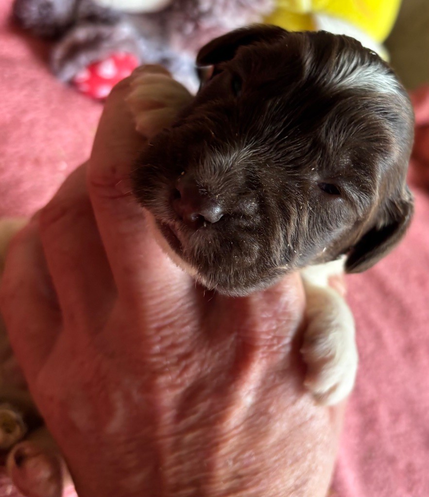 des Etangs de Dame Blanche - Chiots disponibles - English Springer Spaniel