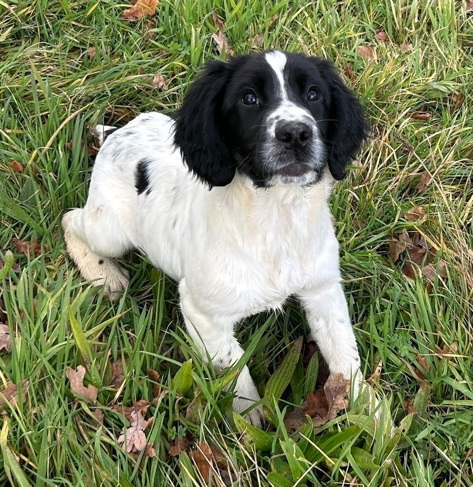 des Etangs de Dame Blanche - Chiots disponibles - English Springer Spaniel